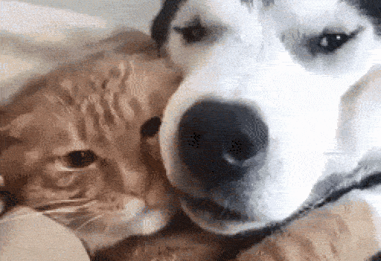 A cat and dog hugging